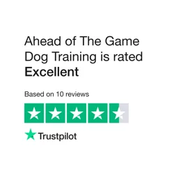 Exceptional Dog Training Service: Personalized, Positive, and Effective