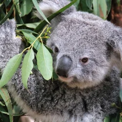 Unlock Insights: Featherdale Wildlife Park Customer Feedback Report